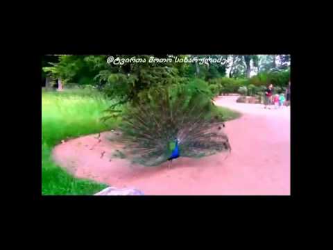 ამას ვეღარ გადაიტანს საქართველო