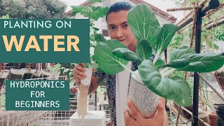 HYDROPONICS for Beginners | Planting LETTUCE, Basil, Spinach, Mustasa and Petchay | DIY Containers