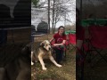 Learning About LGDs OnSite: Livestock Guardian Dog Basics Learning About LGDs OnSite: Livestock Guardian Dog Basics