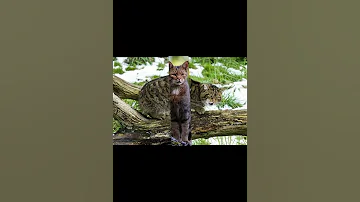 Кавказская лесная кошка