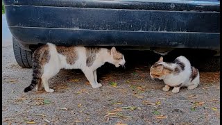 The cat can't understand what he needs more: to eat, fight or love