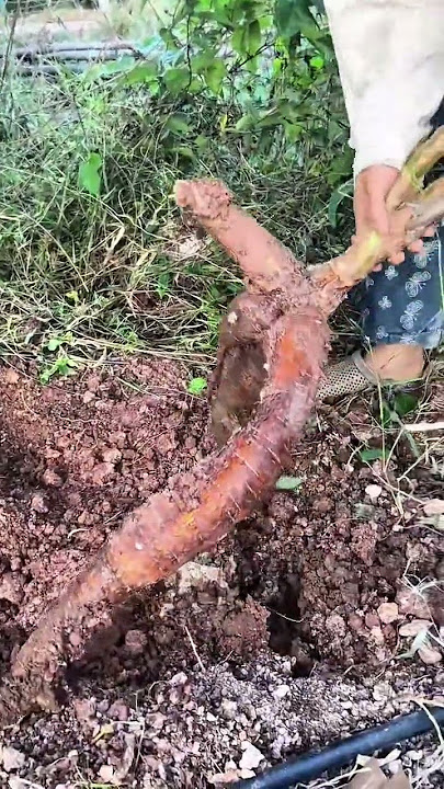 A person is harvesting a large brown tuberous root from the moist dark soil