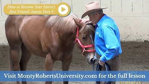 Sunny Part 4: How to Become Your Horse