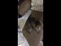 Patches vs the shoelace.