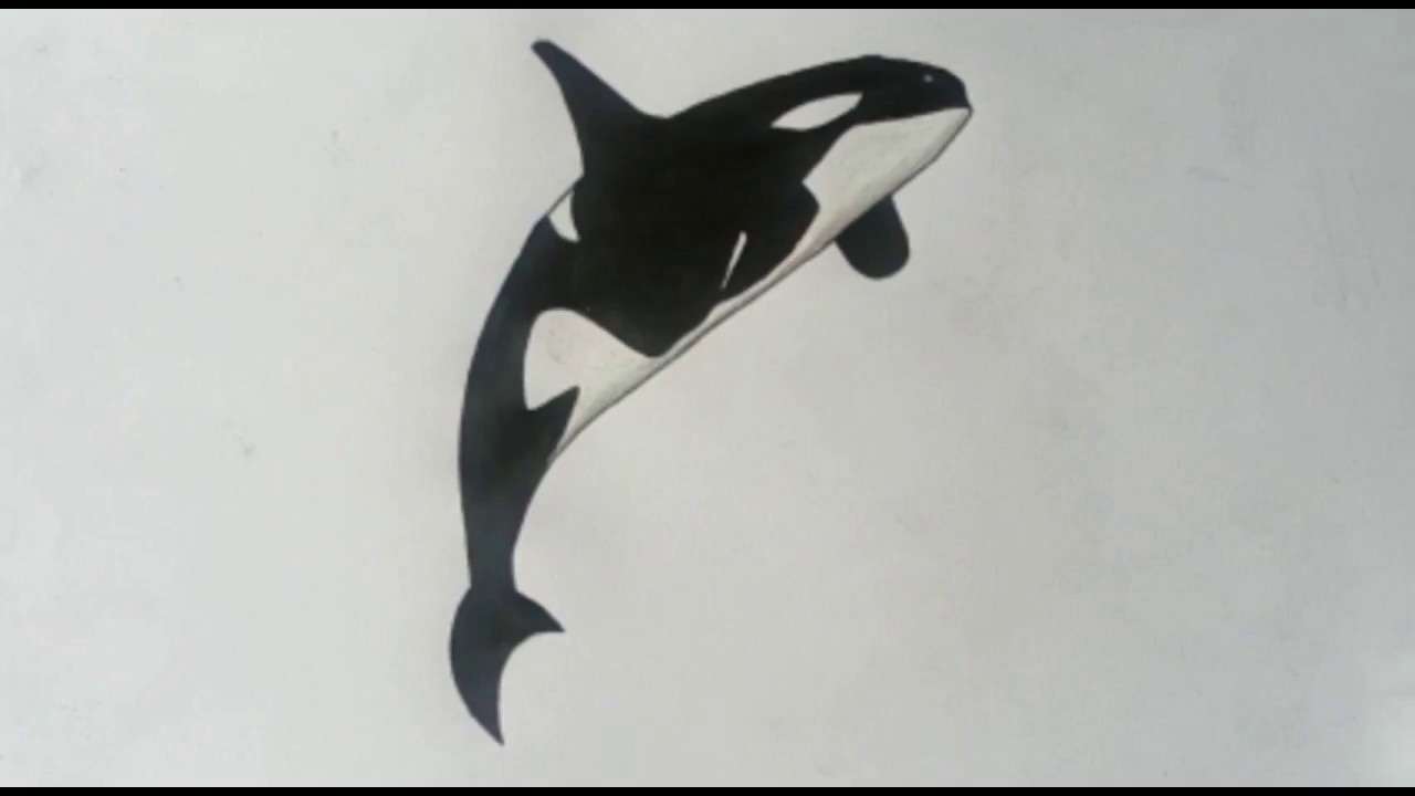 How To Draw a Killer Whale (Orca) | Easy Drawing for Kids - YouTube