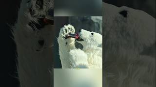 De Dierentuin Zonder Dieren #shorts