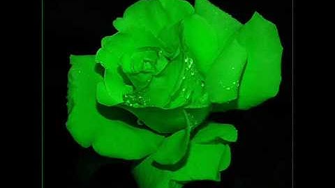 Lisa Ekdal, My Heart belongs to Dady