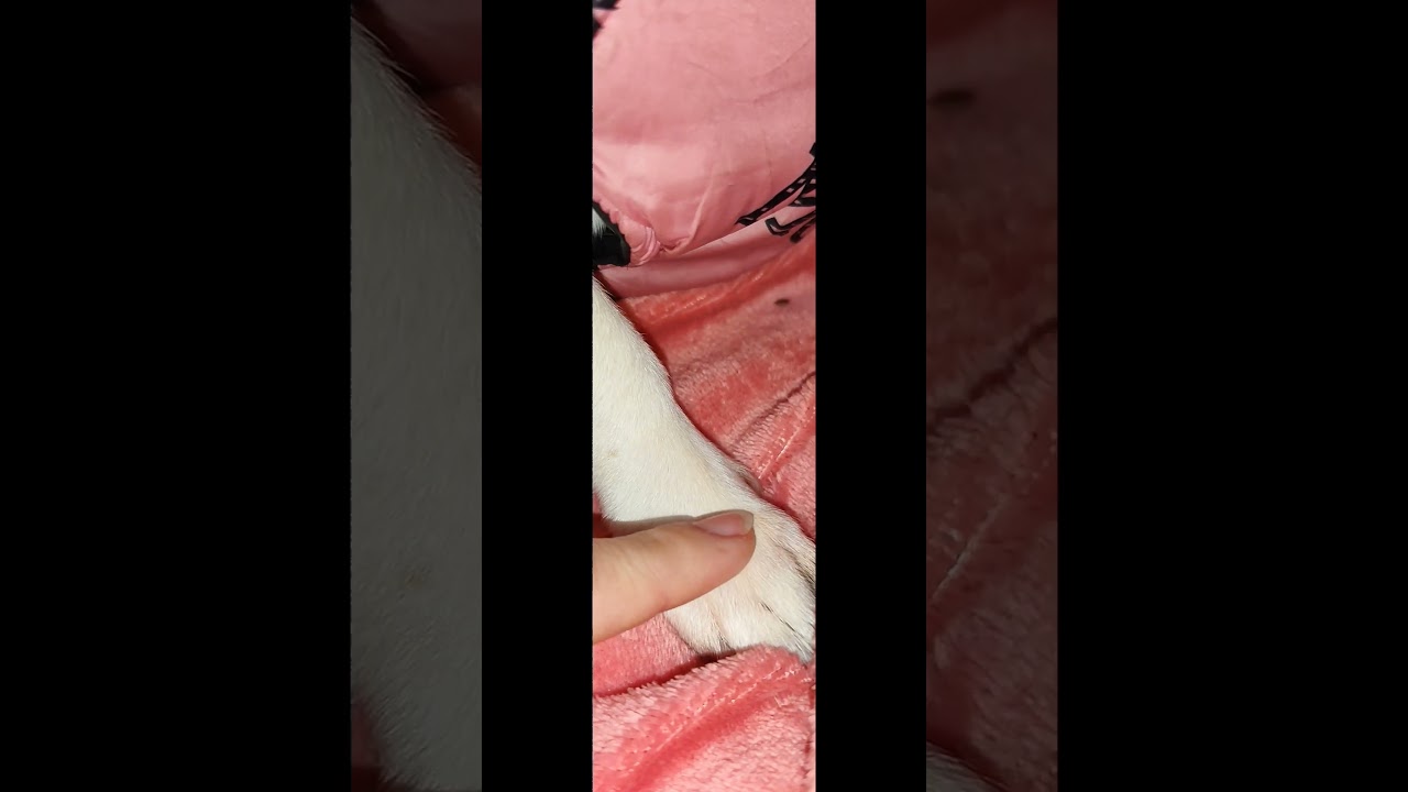 Basta guardarli per capirlo 💞 