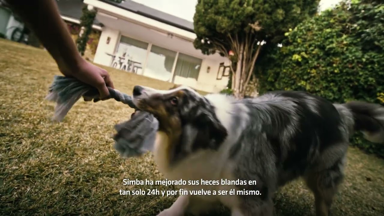 Mejora las heces blandas de tu perro con Advance Gastroenteric (20s)