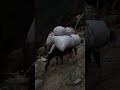 Not so easy for these Yaks