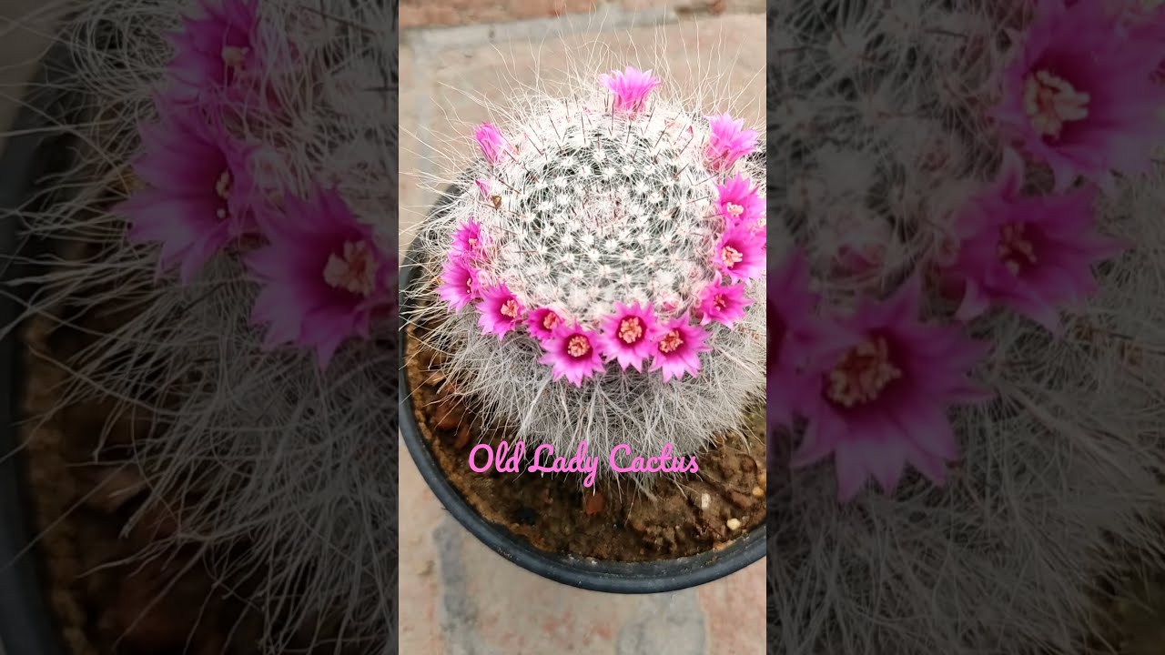 Old Lady Cactus l Mammillaria hahniana 