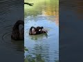 Черный лебедь на пруду / black swan on the pond