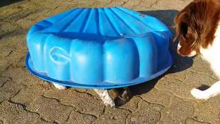 Die Laufende Sandmuschel - Welpen - Puppy