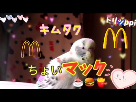 マクドナルド『ちょいマック』いいじゃんマック( 木村拓哉 さん)( キムタク ) セキセイインコ 英語で自己紹介  budgies talking english Self introduction