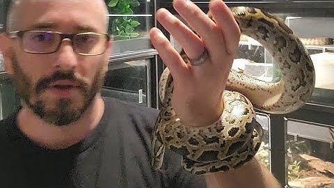 Pure dwarf Burmese Python Pair.