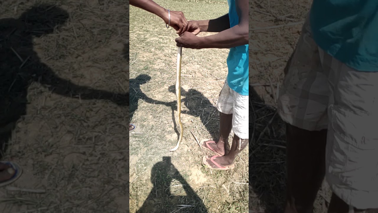 Killing snake YouTube