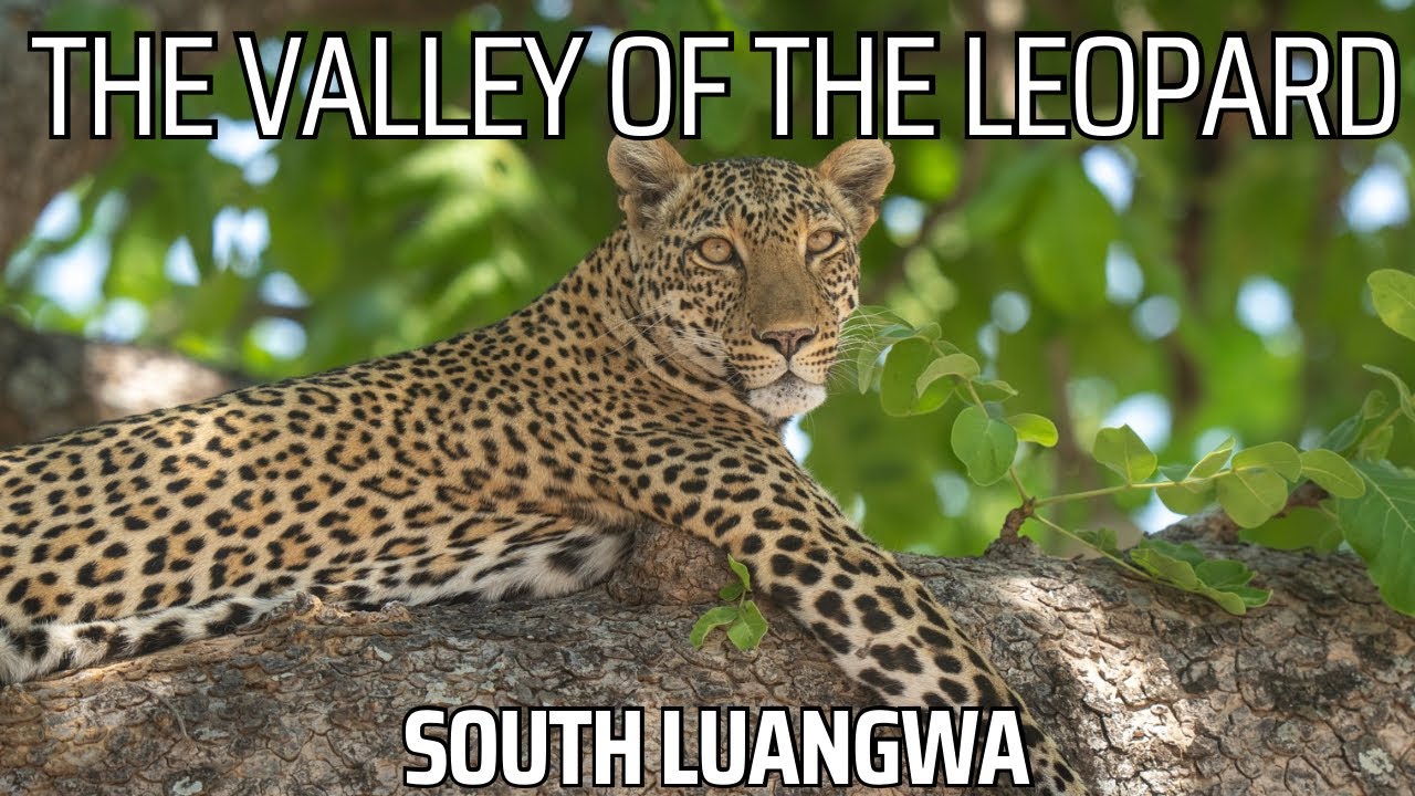 Долина леопарда: Национальный парк Южная Луангва