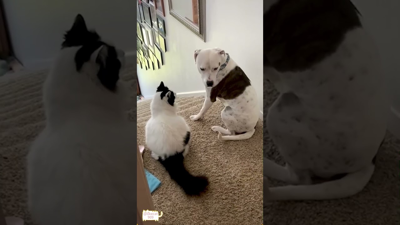 Finally, Tom Cat achieved victory.