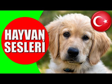 Hayvanlar ve Hayvan Sesleri - Çocuklar ve Bebekler için Türkçe Okul Öncesi Eğitici Video