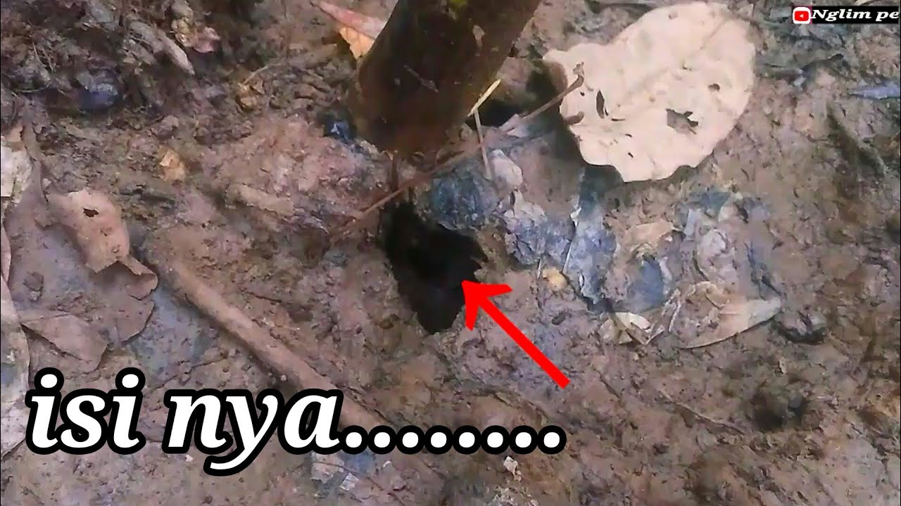 Sulit membedakan antara lubang belut dengan lubang kepiting