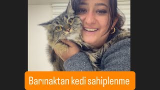 Kızlar Barınaklarda Sokaklarda Birsürü Kedi Var Onlar Için Değil Kendiniz Için Alın Aldırın
