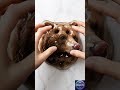 Satisfying Slime Grizzly Bear 🐻💧 | Extreme Squish ASMR