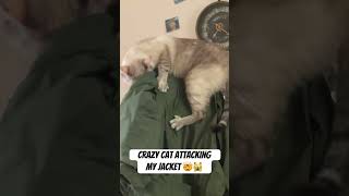 Crazy cat attacking my jacket 😱