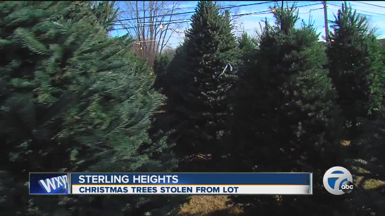 Christmas tree stolen from lot YouTube