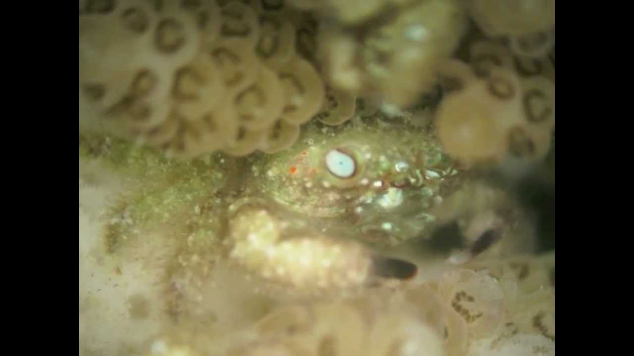 Cymo melanodactylus crab on a white syndrome disease infected Acropora hyacinthus coral YouTube