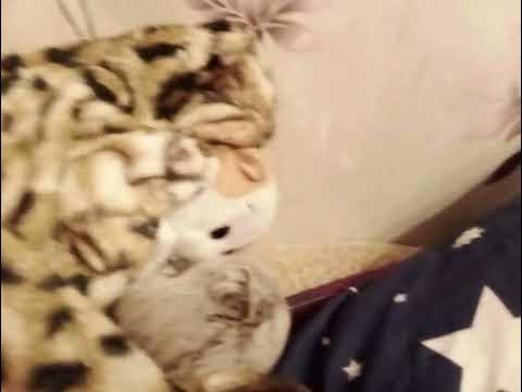 Басик и лили - YouTube