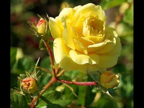 Video: Մագլցող վարդեր