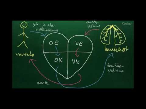Video: Mistä sydänlihas löytyy?