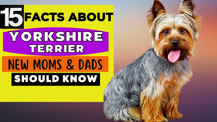 15 Important Facts About Yorkshire Terrier Dog All New & Prospective Owners Should Know - DayDayNews