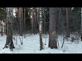 ЕКАТЕРИНБУРГ...САМОИЗОЛЯЦИЯ...ДАЧА..ПРОГУЛКА..ЛЕС...