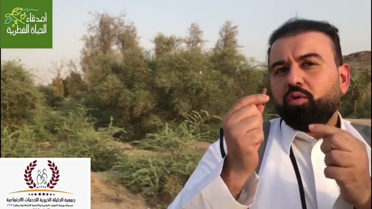 جمع بذور الغاف الاحمر في وادي حنيفة بالرياض