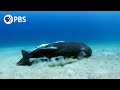 A Dugong&#39;s Unlikely Companions