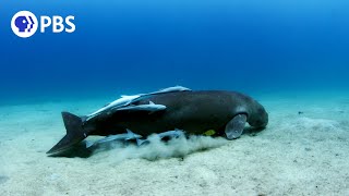 A Dugong's Unlikely Companions