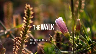 The Walk