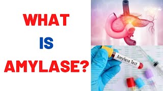 What is Amylase Blood Test? Uses, Normal Range