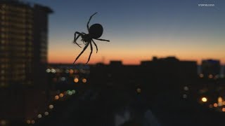Verify | Do humans regularly swallow spiders while sleeping?