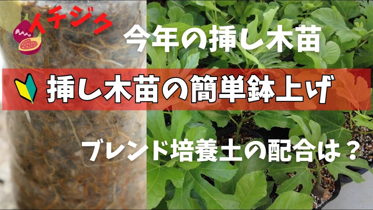 【イチジク】挿し木苗の鉢上げの動画です。生育の良いものから順次やっていこうと思います。