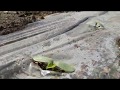 Огурец в открытом грунте - разрезаю пленку для роста огурчиков.