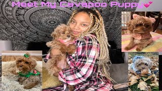 Meet My Puppy Nova!😍🐶(Cavapoo)