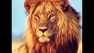 Cecil The Lion Killed By Walter James Video