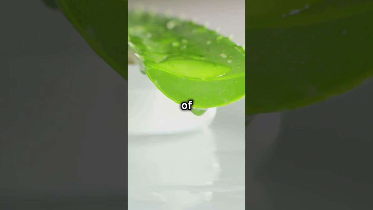 Aloe Vera  The Miracle Plant You Didn't