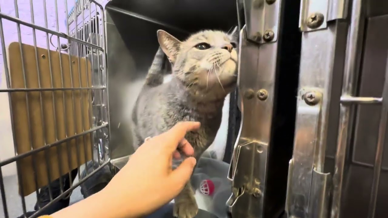 Chloe 204394 is a cute and friendly little bear