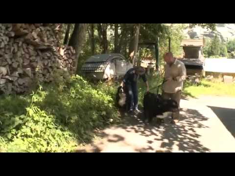 Планета Собак 24 Выпуск - Бернский зенненхунд (Швейцария) / 2013 Планета Собак 24 Выпуск - Бернский зенненхунд (Швейцария) / 2013