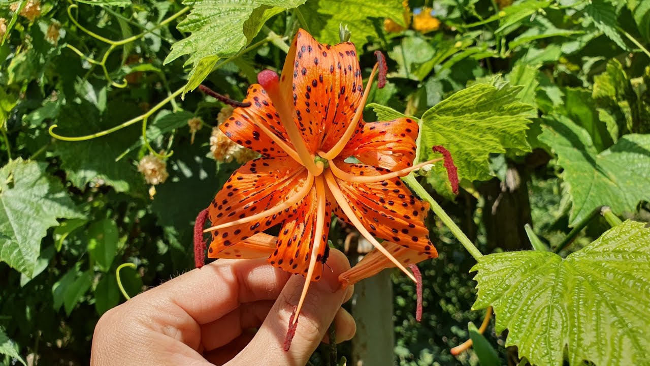 LILIUM LANCIFOLIUM TIGER LILY   а.С.м