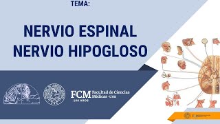 Sistema Nervioso  Nervios Craneales  Nervio Espinal o Accesorio XI y Nervio Hipogloso XII