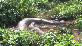 Monster Anaconda The Heaviest Snake In The World